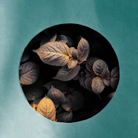 leaves in a circle on a blue background