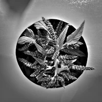 a black and white photo of a plant in a pot