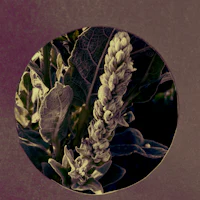 a picture of a flower in a circle
