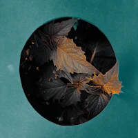 leaves in a circle on a blue background