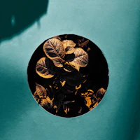 a picture of a plant in a circle on a blue wall