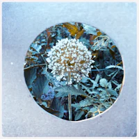a white flower in a circular metal frame