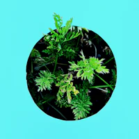 a circle of green plants on a blue background