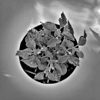 a black and white photo of a plant in a pot