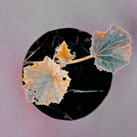 a picture of a leaf in a circle