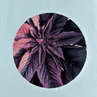 an image of a purple plant in a circle